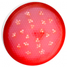 Ecola GX53 LED color 8,0W Tablet 220V Red Красный матовая 28x74 Ecola GX53 LED color 8,0W Tablet 220V Red Красный матовая 28x74